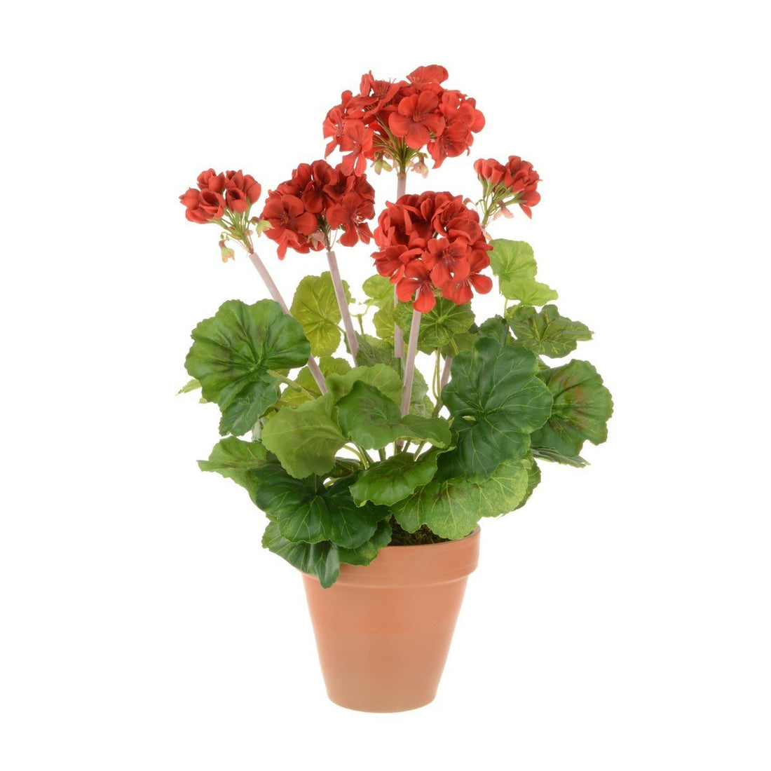 Geranium in Terracotta Pot/Red - RUTHERFORD & Co