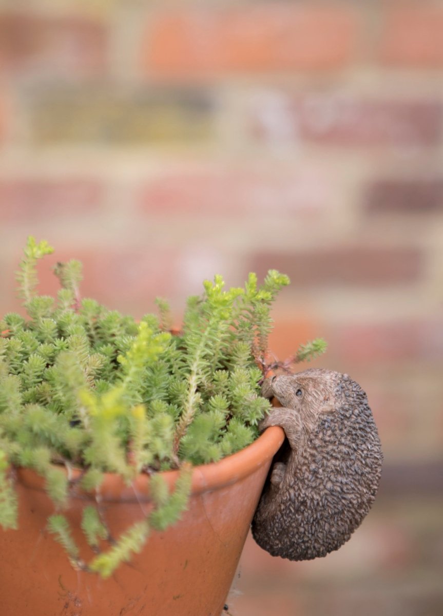 Hedgehog Pot Hanger - RUTHERFORD & Co
