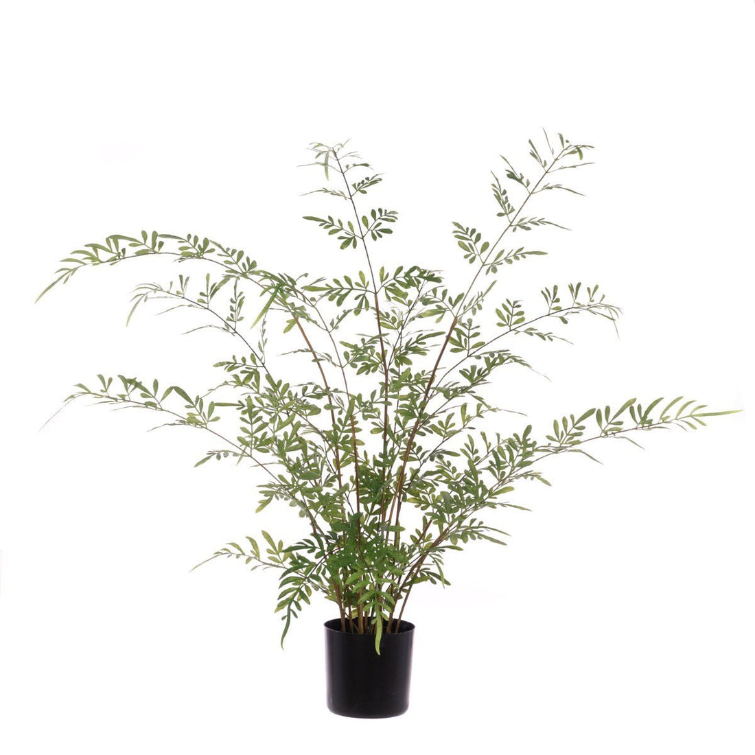 Herb Of Grace Plant In Pot/Green - RUTHERFORD & Co