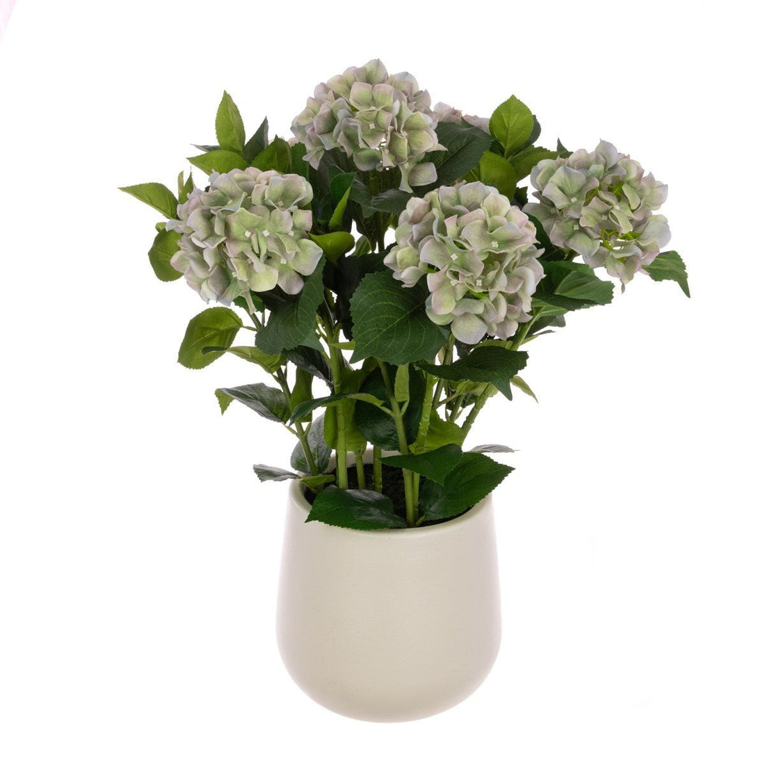 Hydrangea Plant In Pot/Green - RUTHERFORD & Co