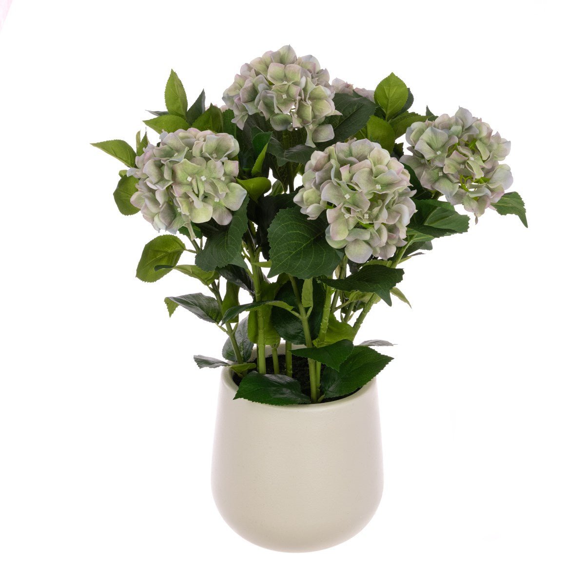 Hydrangea Plant In Pot/Green - RUTHERFORD & Co