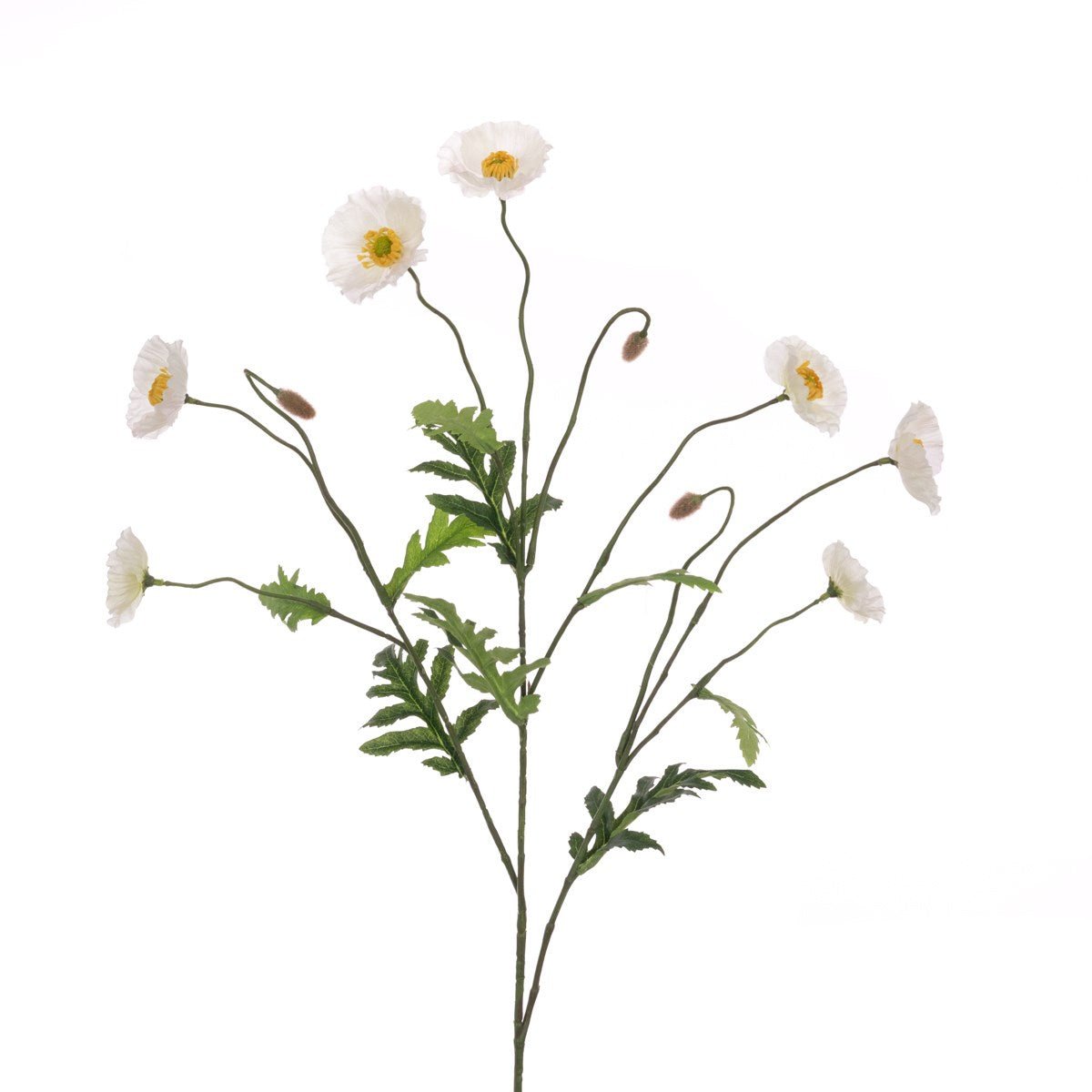 Icelandic Poppy Spray 78cm/White - RUTHERFORD & Co