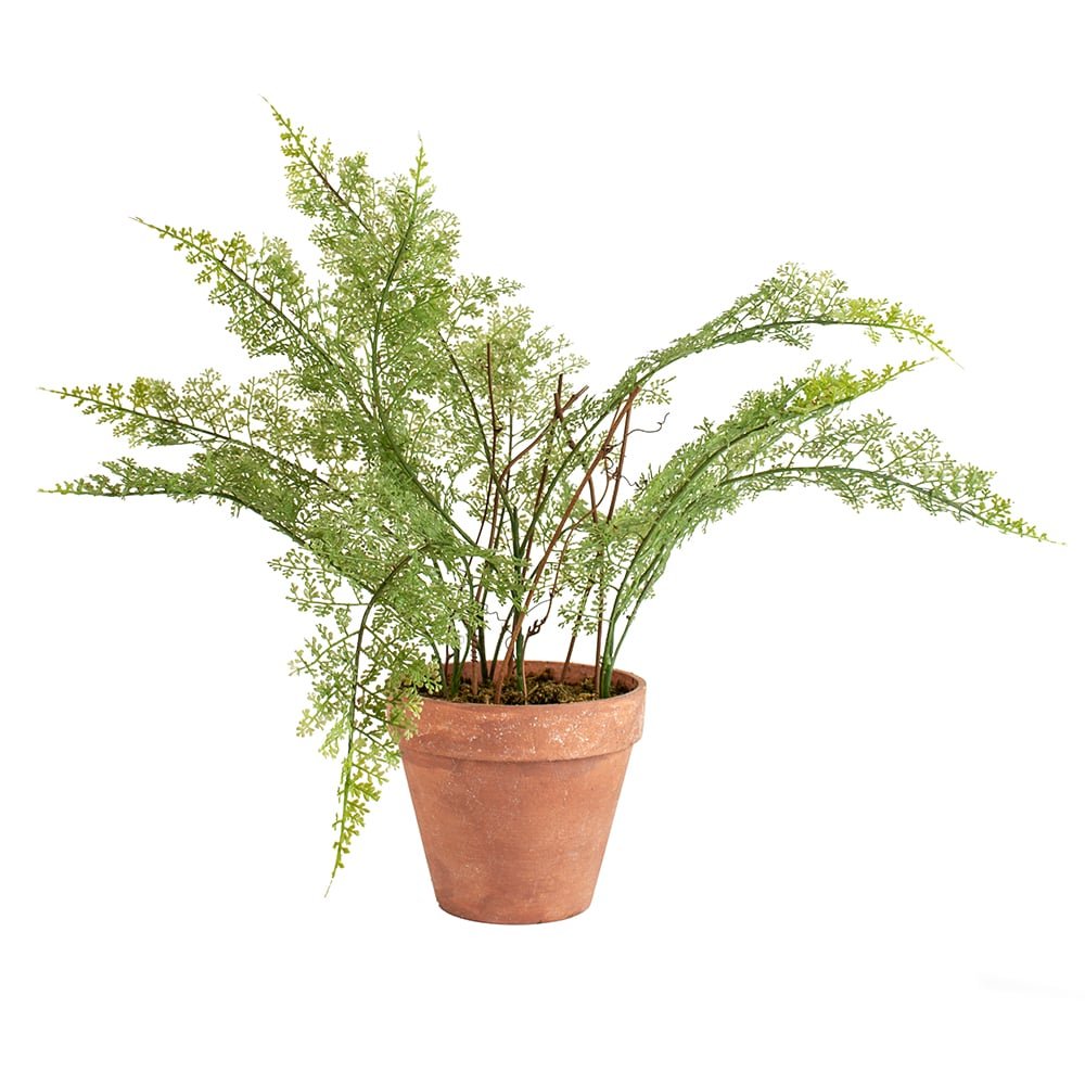 Lace Fern in Pot - RUTHERFORD & Co