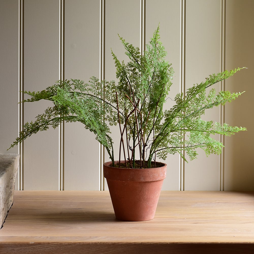 Lace Fern in Pot - RUTHERFORD & Co