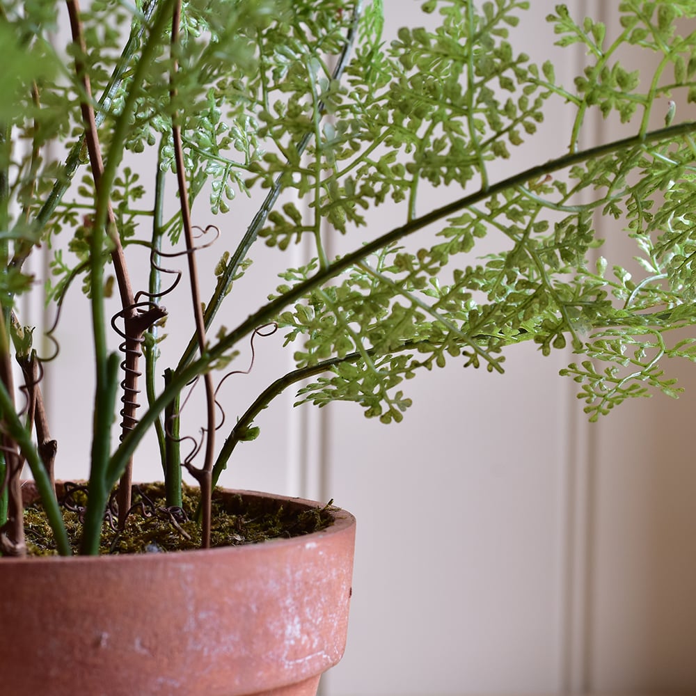 Lace Fern in Pot - RUTHERFORD & Co
