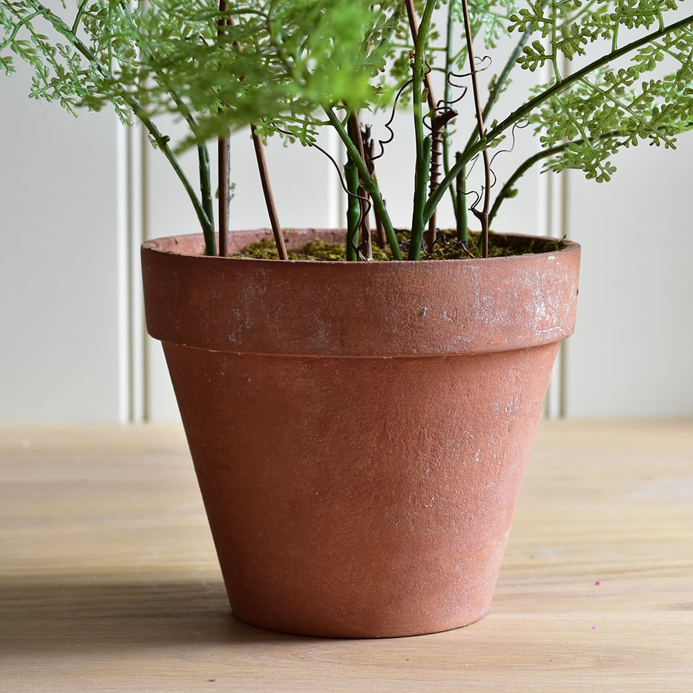 Lace Fern in Pot - RUTHERFORD & Co