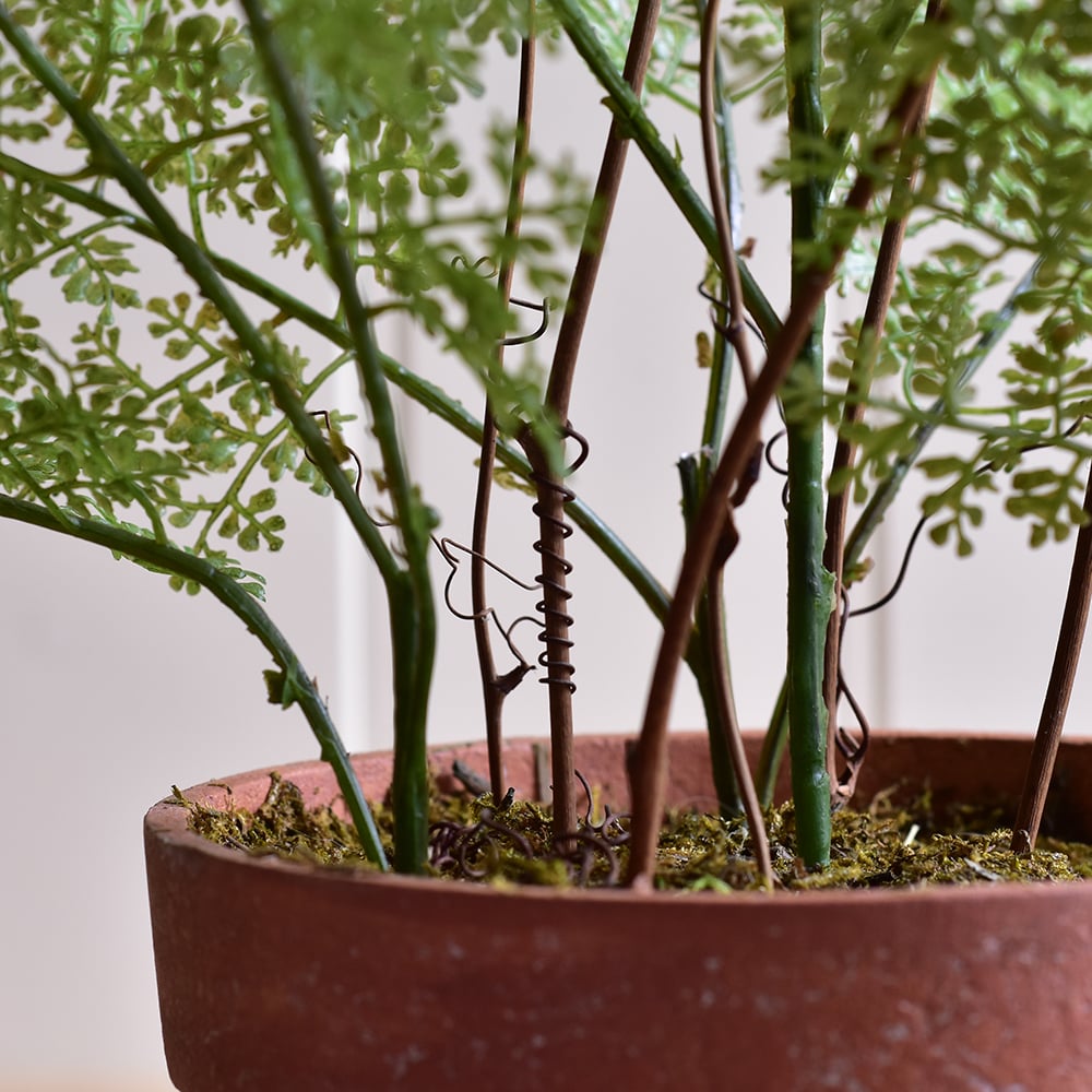 Lace Fern in Pot - RUTHERFORD & Co