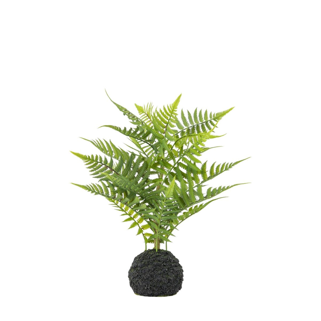Lady Fern In Soil Green - RUTHERFORD & Co