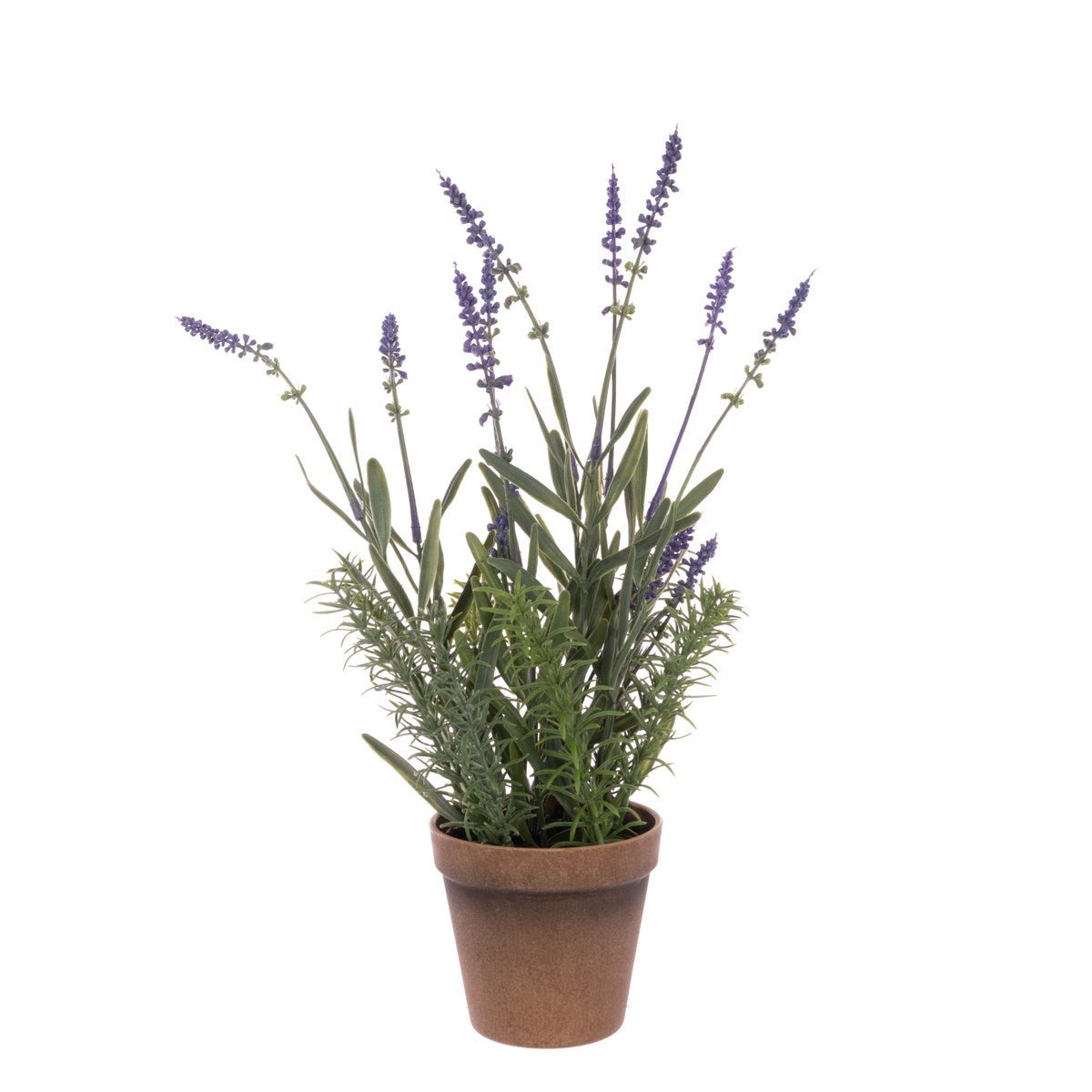Lavender In Pot 41cm/Lavender - RUTHERFORD & Co