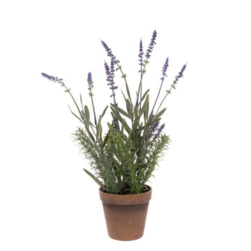 Lavender In Pot 41cm/Lavender - RUTHERFORD & Co