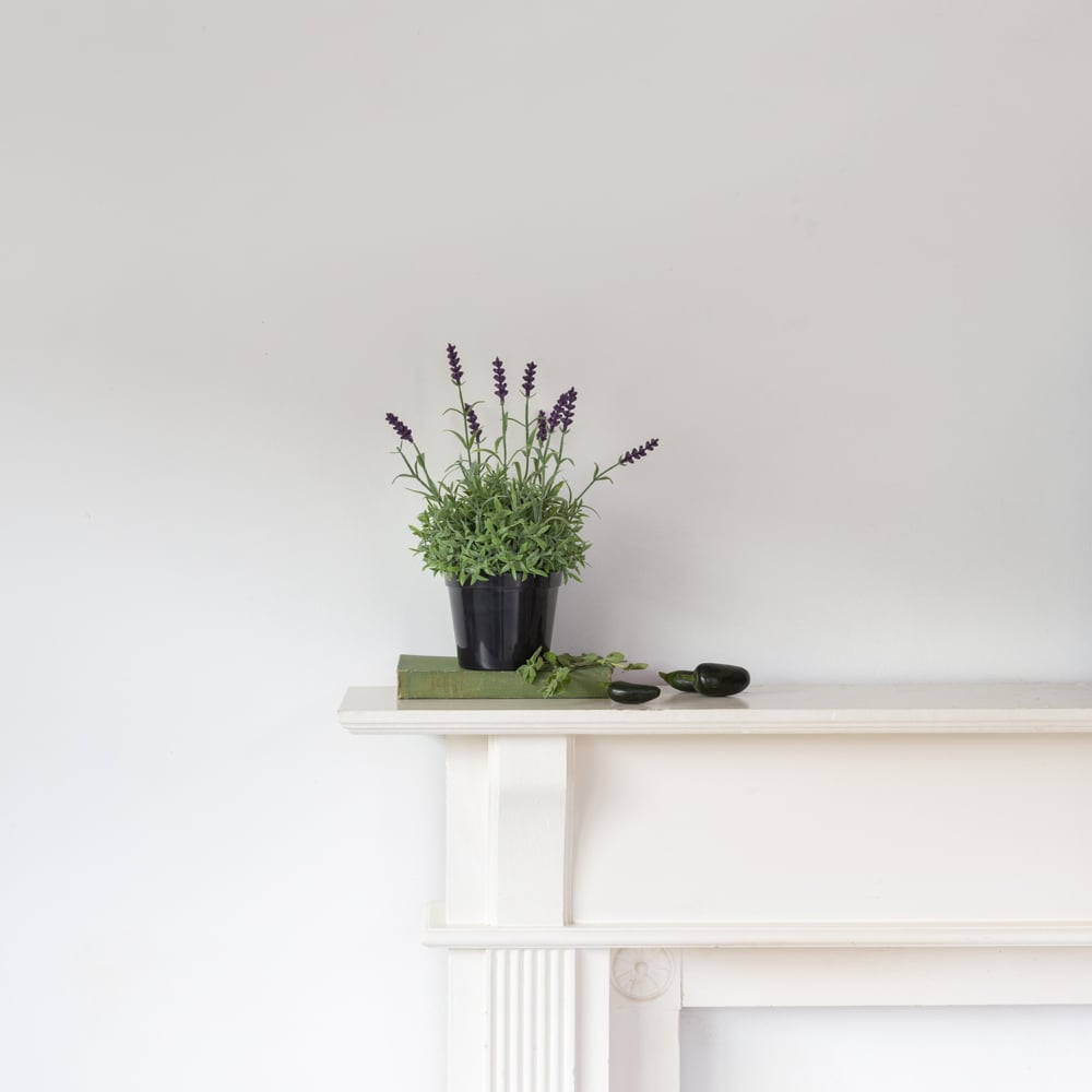 Lavender in Pot - RUTHERFORD & Co