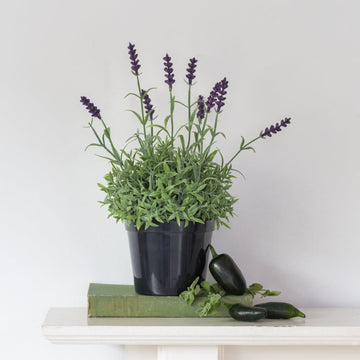 Lavender in Pot - RUTHERFORD & Co