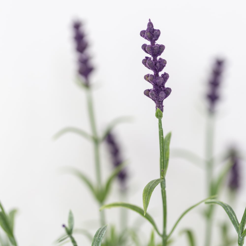 Lavender in Pot - RUTHERFORD & Co