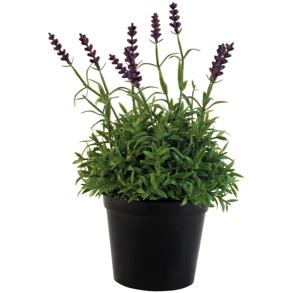 Lavender in Pot - RUTHERFORD & Co
