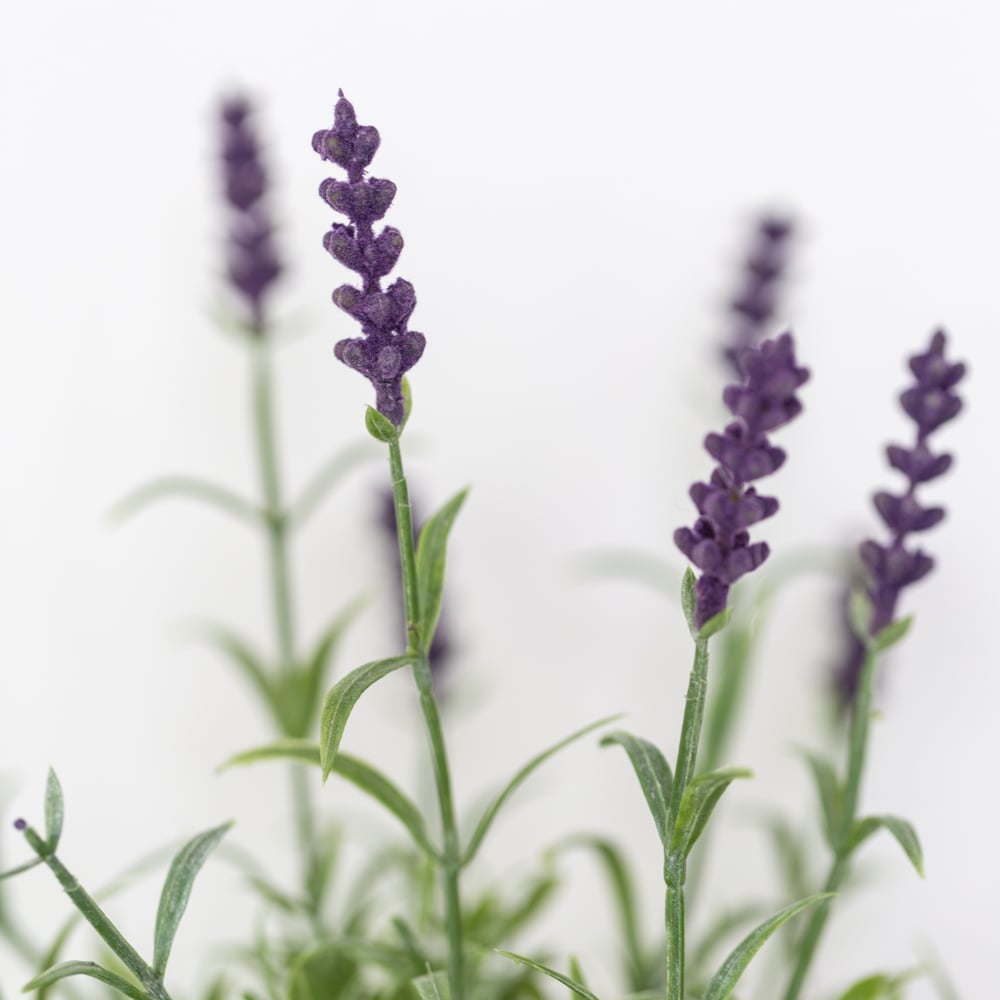 Lavender in Pot - RUTHERFORD & Co