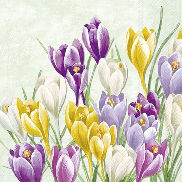 Lunch Napkins/Blooming Crocus - RUTHERFORD & Co