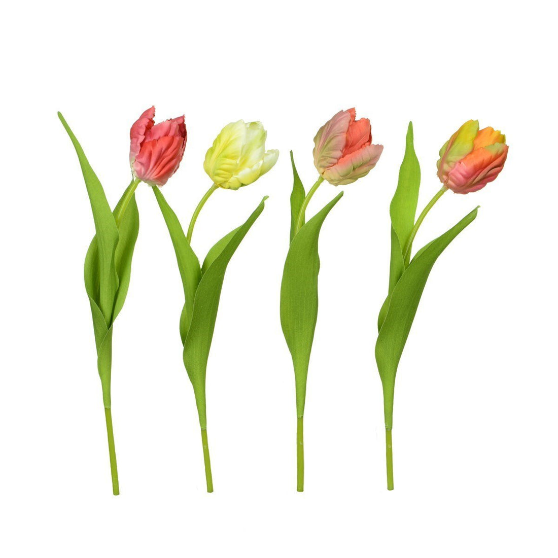 Mini Parrot Tulip 30cm/Astd - RUTHERFORD & Co