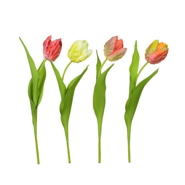 Mini Parrot Tulip 30cm/Astd - RUTHERFORD & Co