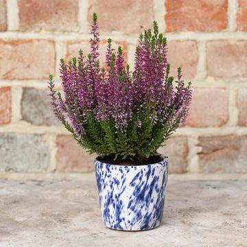 Old Style Dutch Pot Blue Splatter - RUTHERFORD & Co