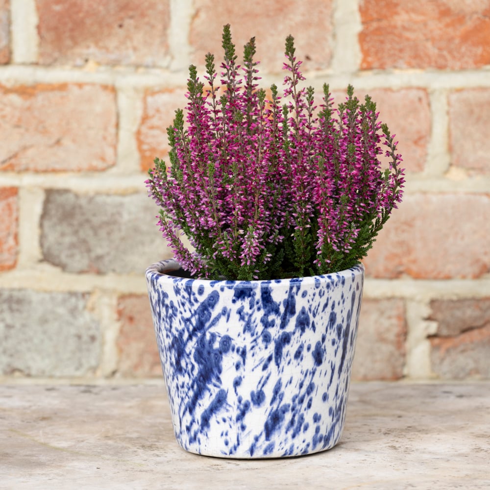 Old Style Dutch Pot Blue Splatter - RUTHERFORD & Co