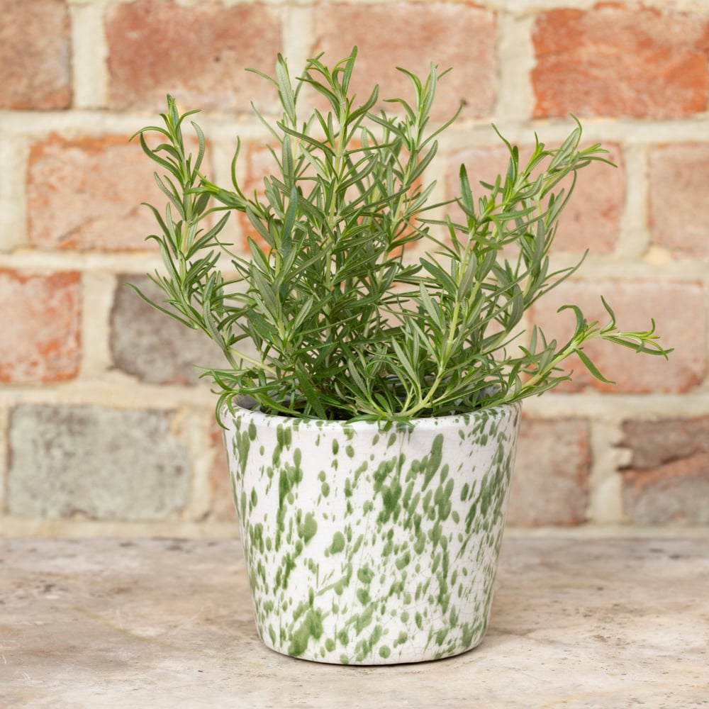 Old Style Dutch Pot Green Splatter - RUTHERFORD & Co