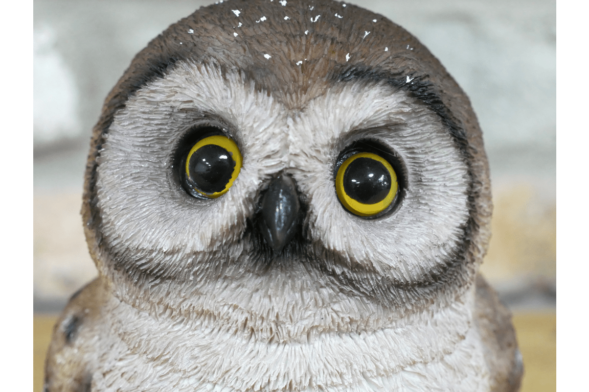 Owl - RUTHERFORD & Co