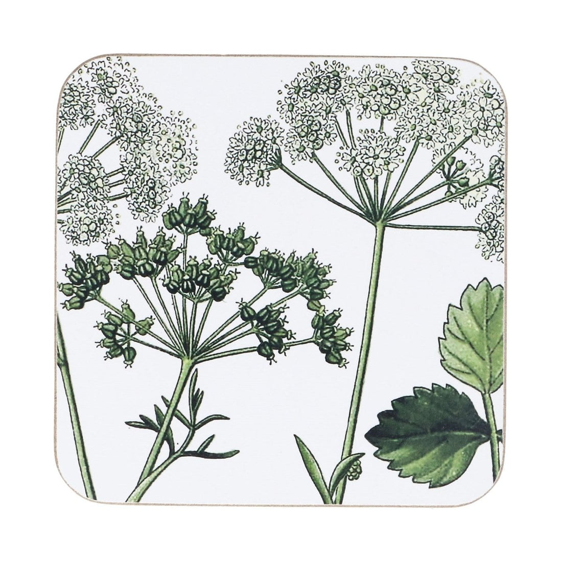 Pack/4 Cork Coaster 10cm - Spring Hedgerow - RUTHERFORD & Co