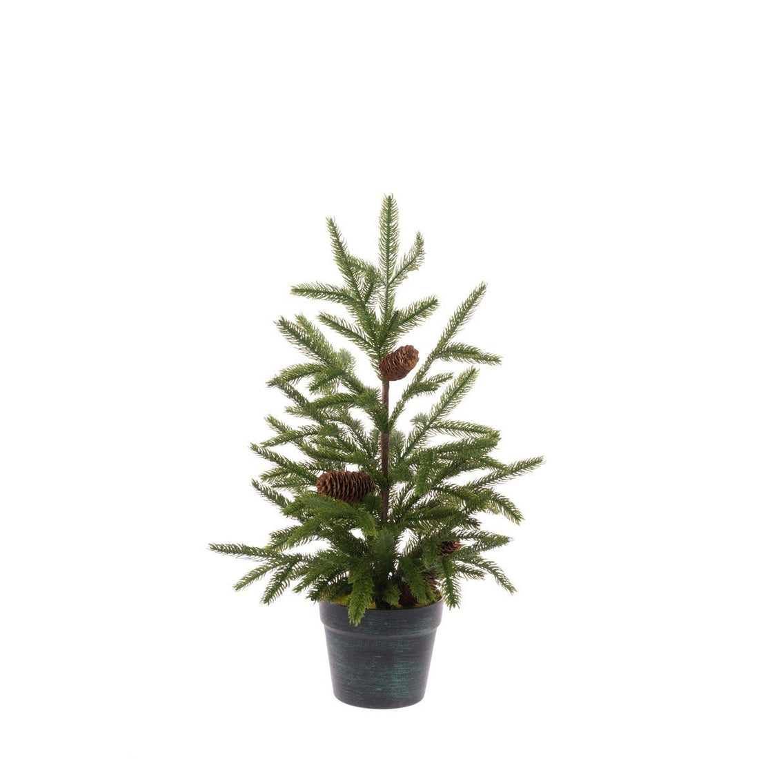 POTTED LUXURY PINE 61CM - RUTHERFORD & Co
