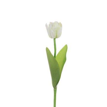 Single Tulip 51cm/Cream - RUTHERFORD & Co