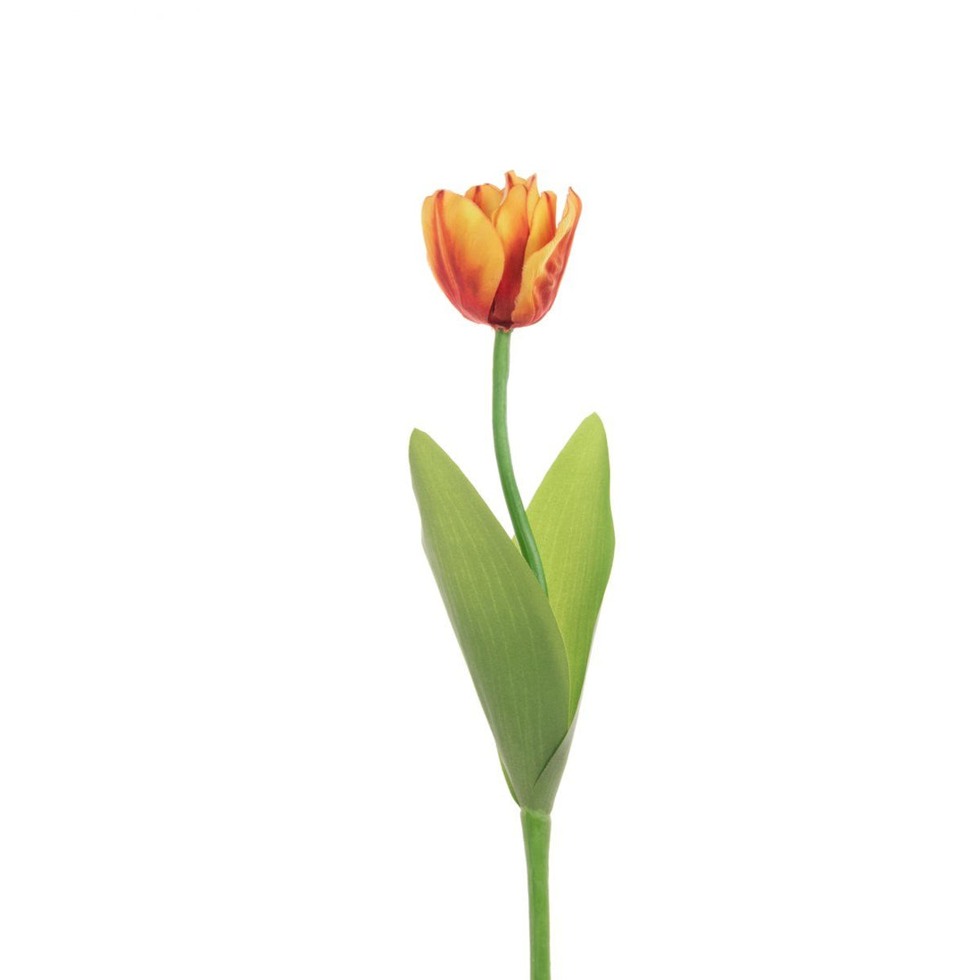 Single Tulip 51cm/Orange - RUTHERFORD & Co