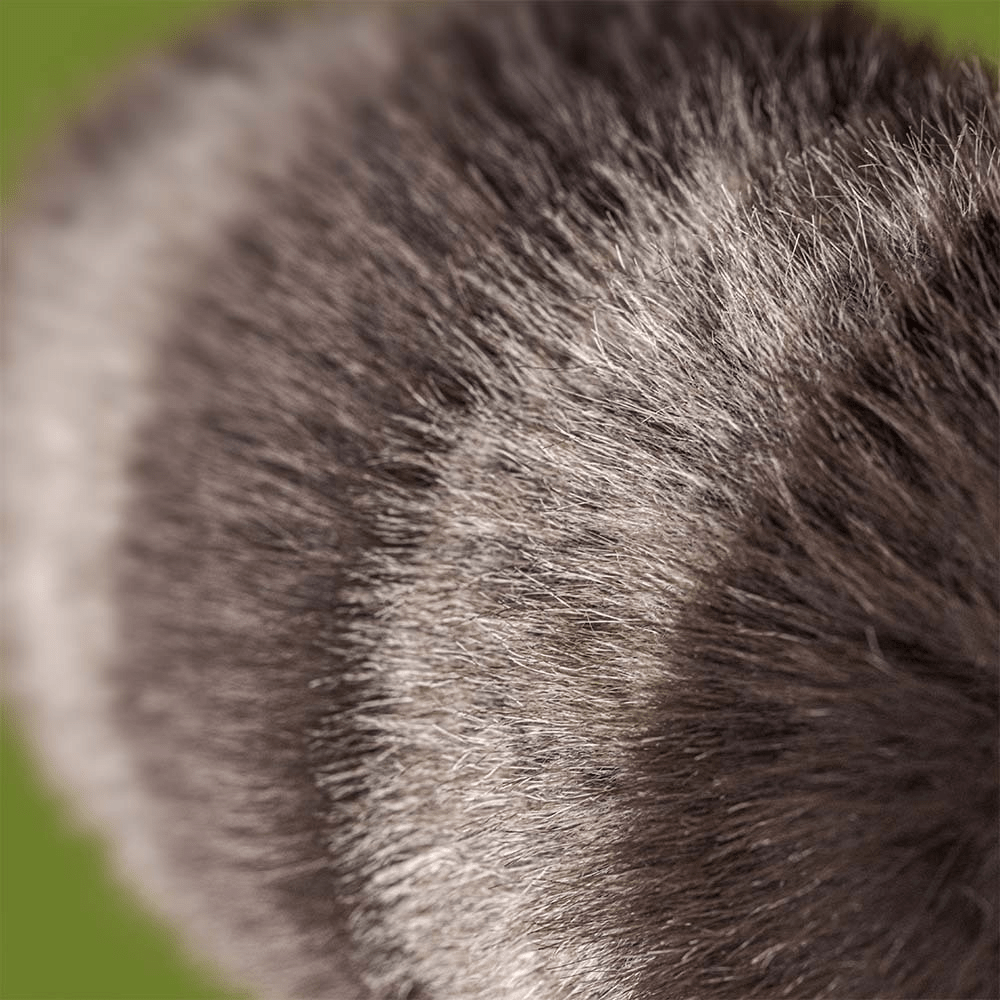 Trixiwoo Raccoon - RUTHERFORD & Co