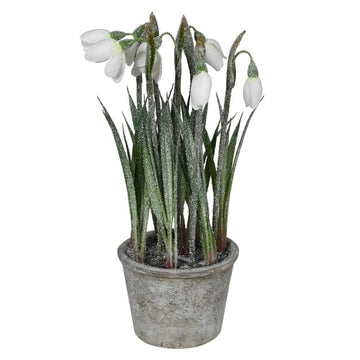 White Snowdrop Plant in Pot - RUTHERFORD & Co