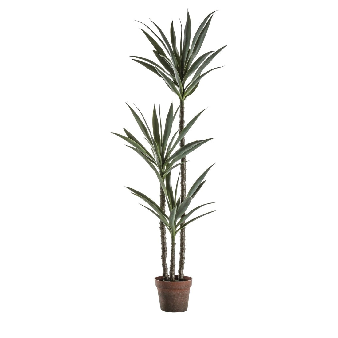Yucca Tree With 3 Heads - RUTHERFORD & Co