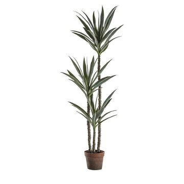 Yucca Tree With 3 Heads - RUTHERFORD & Co