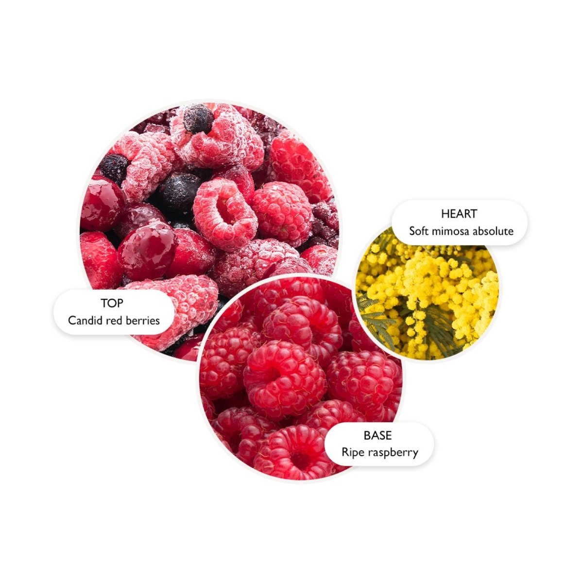 Merry Berries & Mimosa Body Lotion - RUTHERFORD & Co